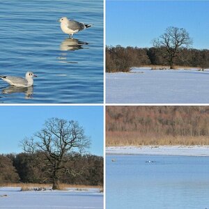Chiemsee