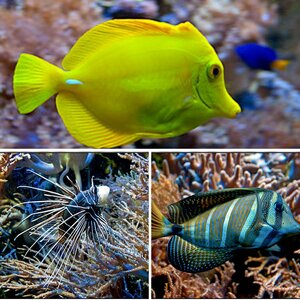 Fische