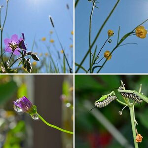 Makro- und Nahaufnahmen