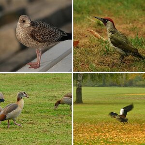 Wildlife
