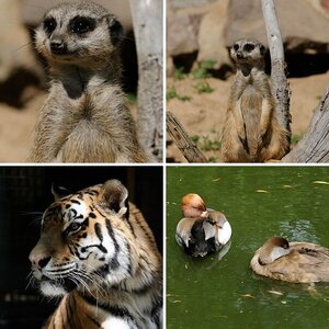 Tierpark Chemnitz