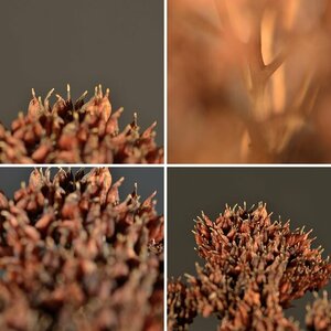 Makro Fotos trockene Diestel