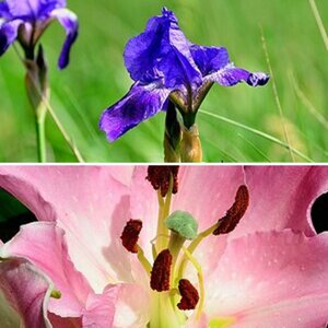 Pflanzen und Blumen