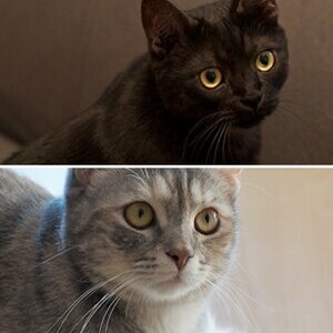 Katze