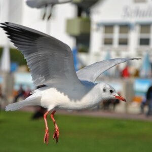 Vögel
