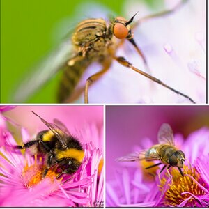 Makrofotografie Insekten