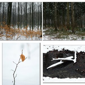 Wälder