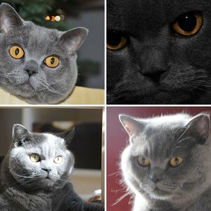 Katzen