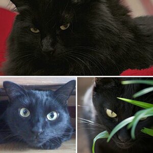 Kater