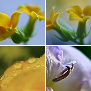 Makrofotografie