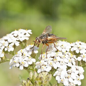 Makro Insekten