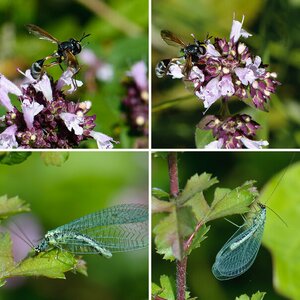 Makro Insekten 2012