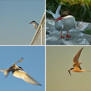 Küstenseeschwalben