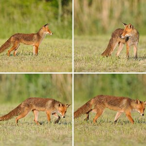 Fuchs