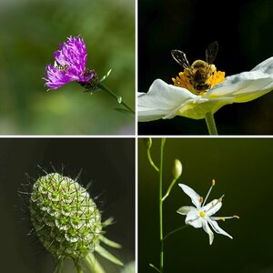 Diverses