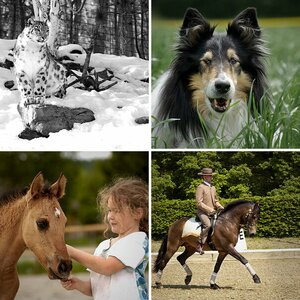 Tiere
