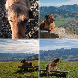 noch mehr Hunde