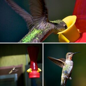 Hummingbirds