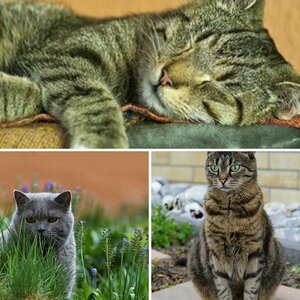 Katzen