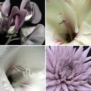 Macro