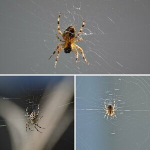 Spinne