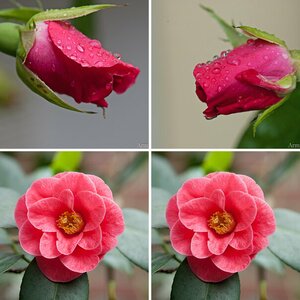 Blumen
