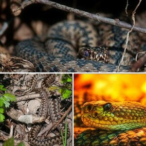 Snake