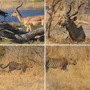 Botswana (1)