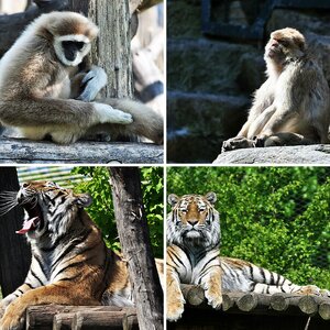 Tiere