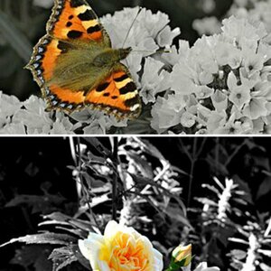 Colorkey