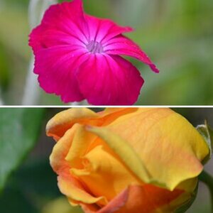 Blumen und Garten