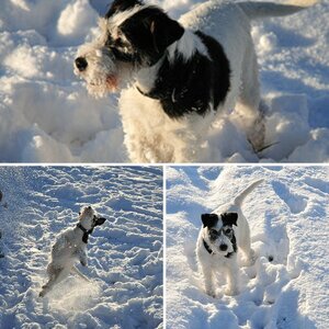 Mein Hund