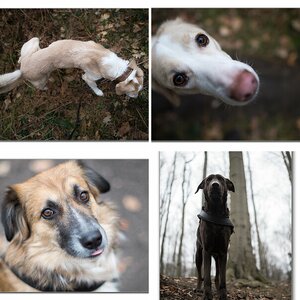 Hunde 2013