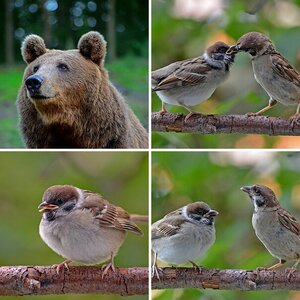 D7000 Tier und Naturfotos
