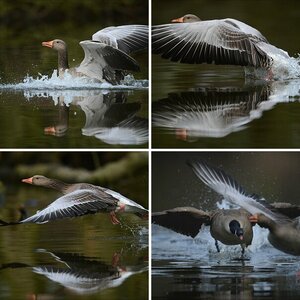 Vögel