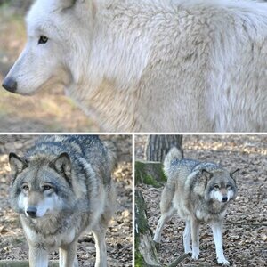 Wolfspark Merzig
