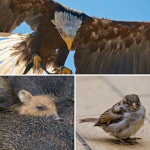 Tierbilder
