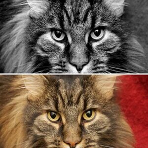 Katerkatz