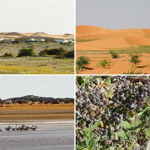 Sahara