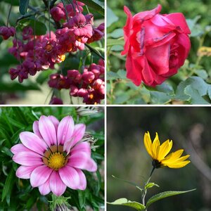 Blumen