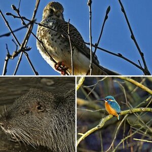 Tiere im Winter