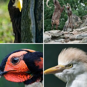 Tierportaits