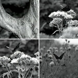 B&W