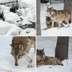 Nationalpark Bayerischer Wald Februar 2013