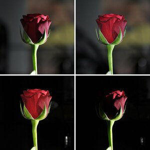 Rosen Spielereien
