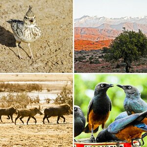 Senegal und West-Sahara