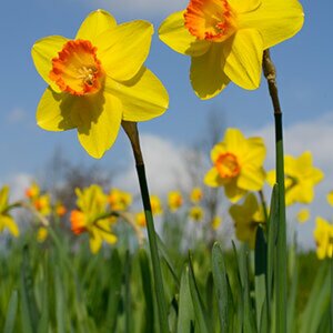 Blüten