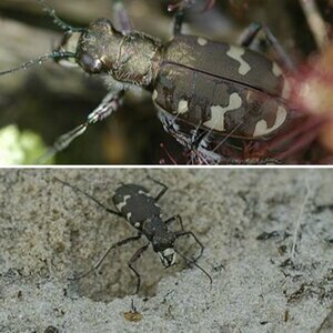 Cicindelidae grenzweg