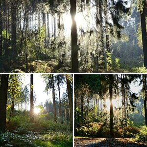 Wald