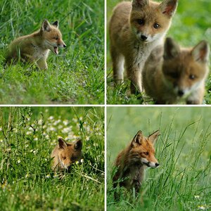 Der Rotfuchs